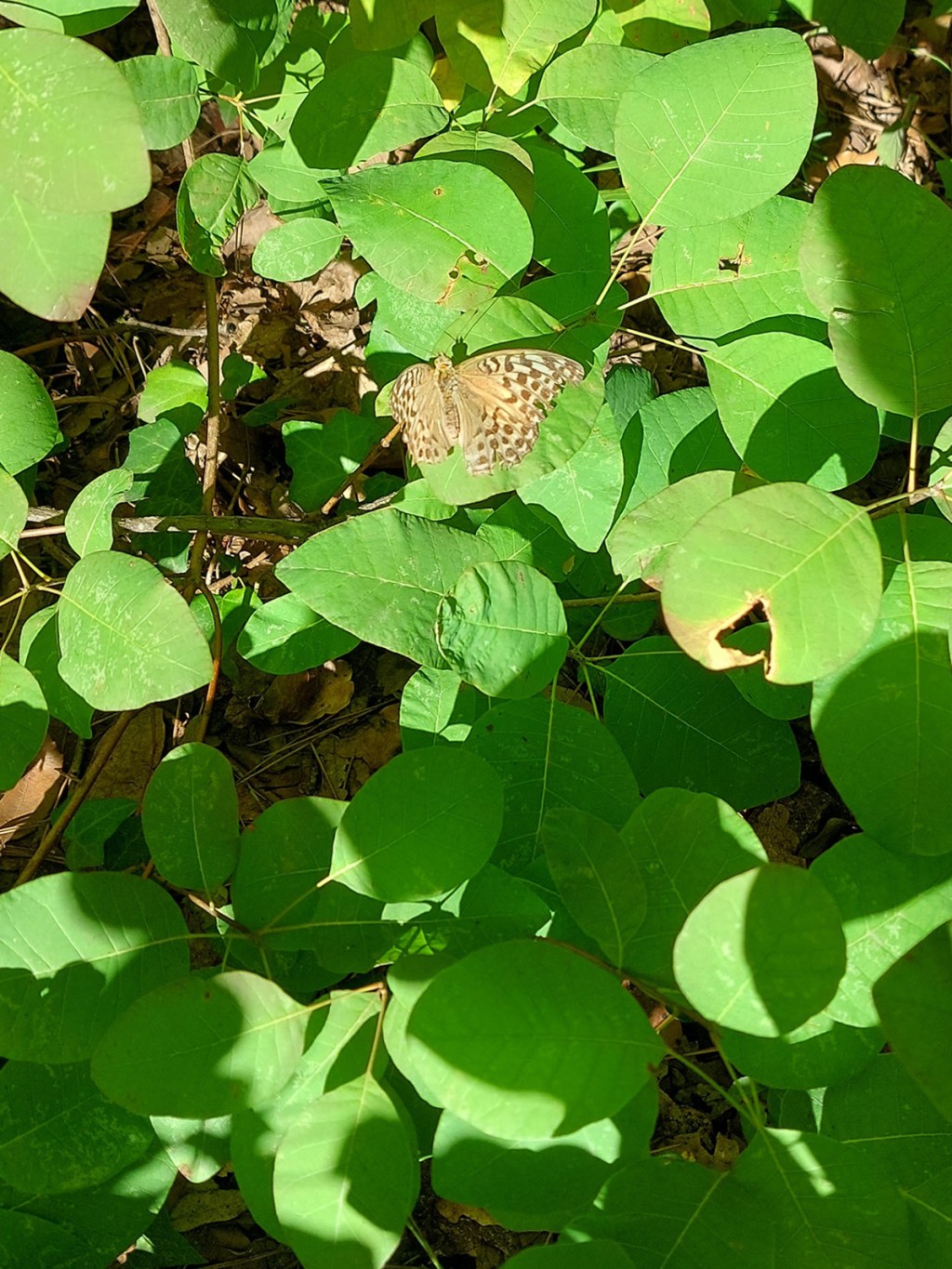 La Vie en Transition