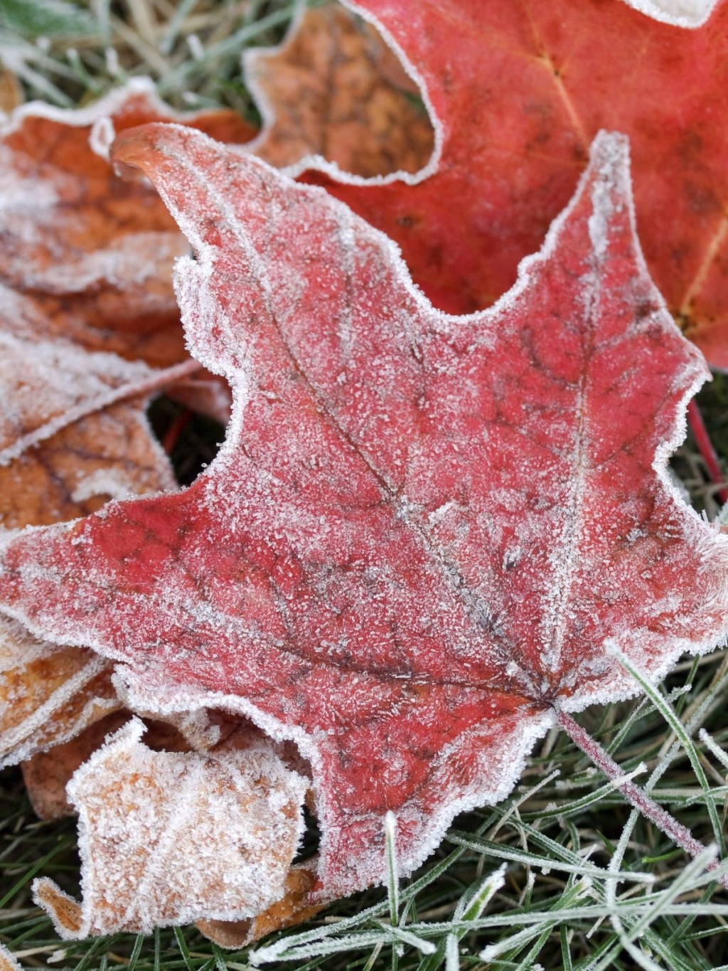 Le premier givre sur le Piste de&nbsp;Marbrière